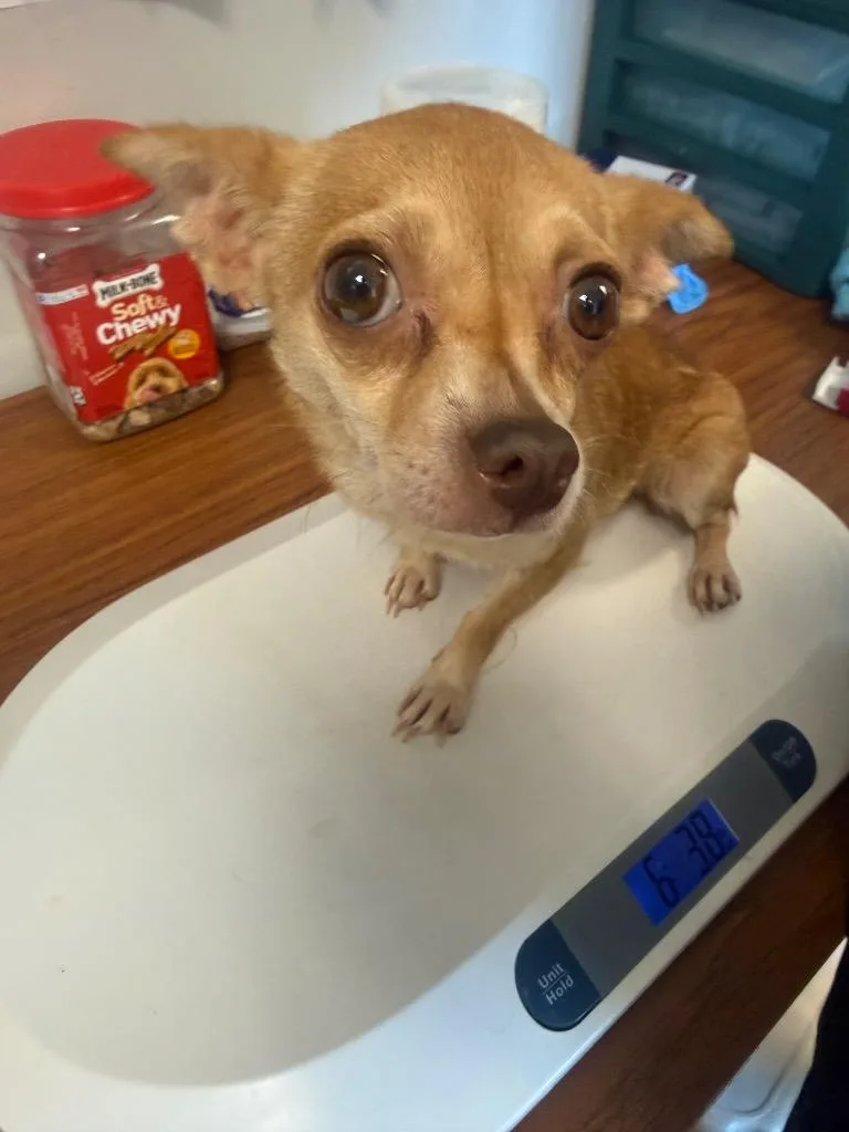 An adult small-sized female Mixed Breed dog named Roberta for adoption in Columbia, TN