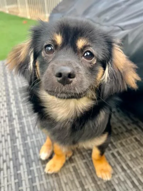 A baby small-sized female Black Miniature Dachshund dog named Ziggy for adoption in Lafayette, CA