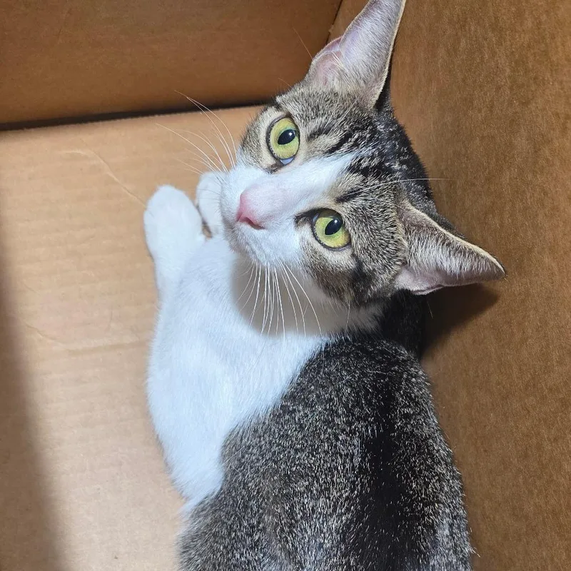 A young medium-sized female Gray / Blue / Silver Domestic Short Hair cat named Chopstick for adoption in Tampa, FL