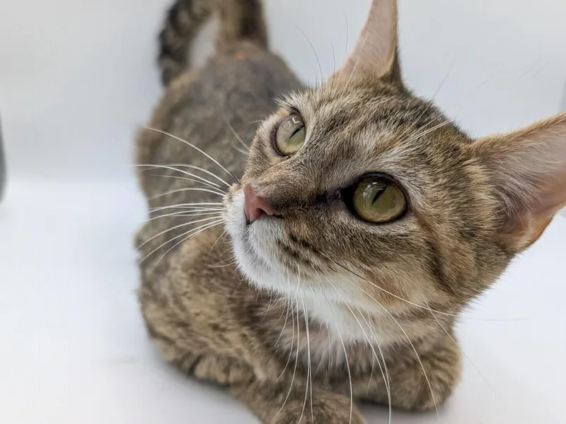 A young small-sized female Domestic Short Hair cat named Jammy for adoption in Powell, OH