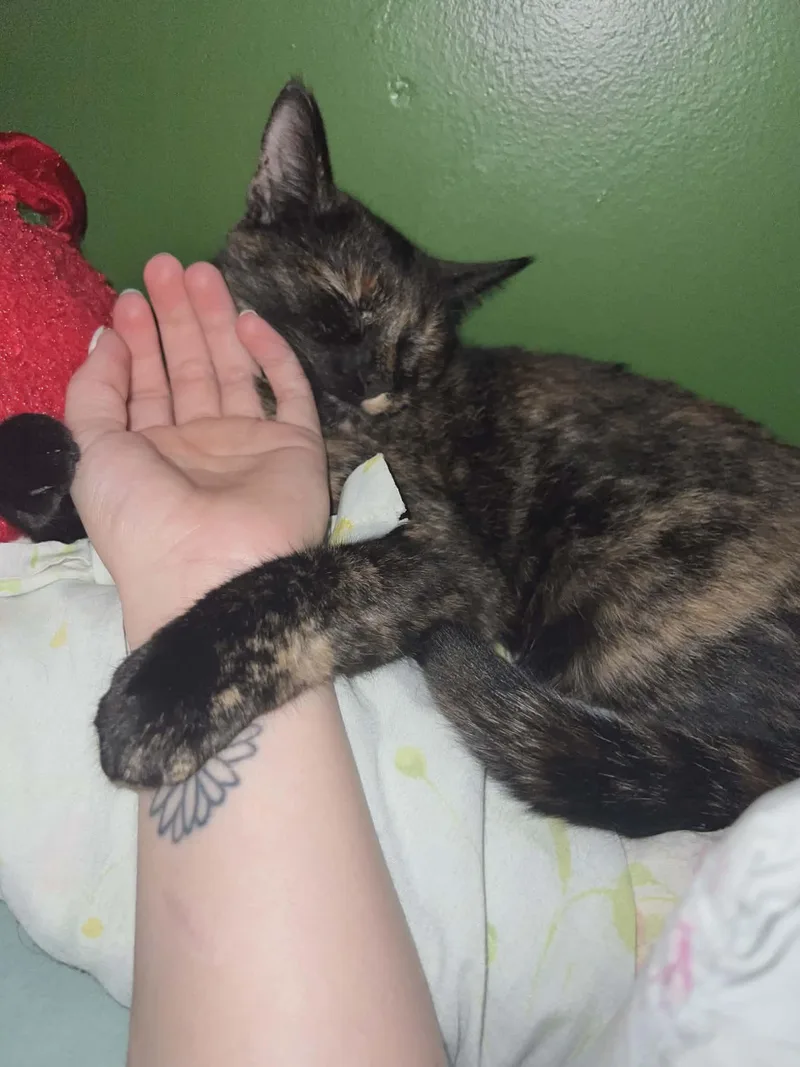 Raven And Baby thumbnail 3