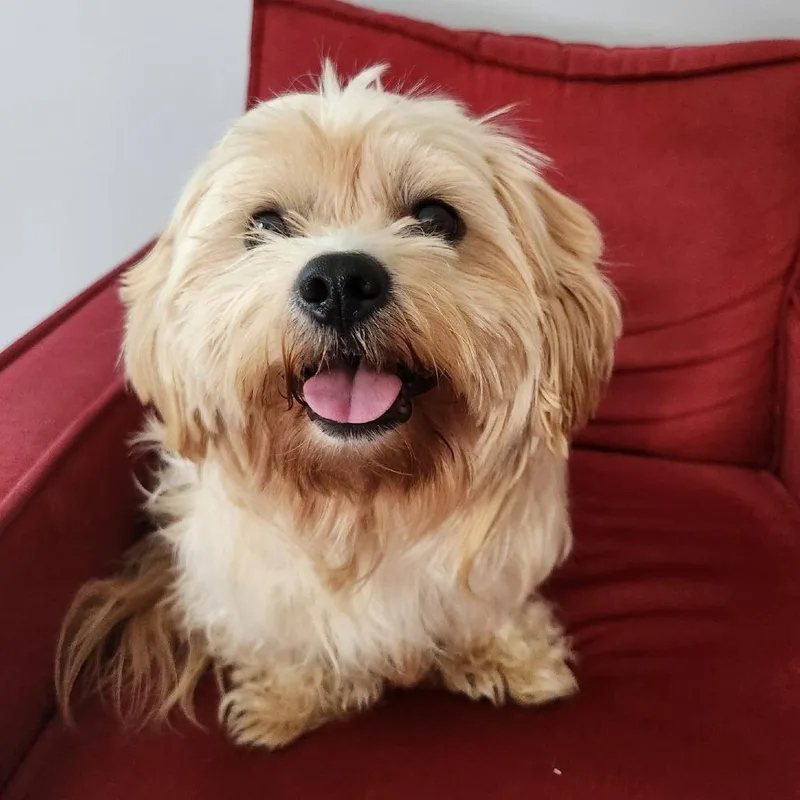An adult small-sized male White / Cream Maltese dog named Hot Wheels for adoption in Raleigh, NC