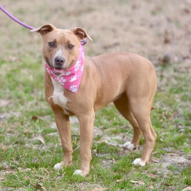 An adult large-sized female Yellow / Tan / Blond / Fawn American Staffordshire Terrier dog named Etta for adoption in Long Island City, NY