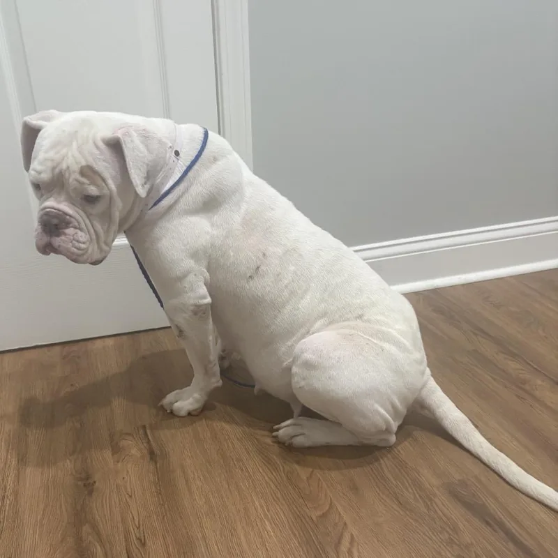 An adult medium-sized female English Bulldog dog named Jazzy for adoption in Bartlett, TN