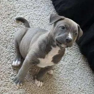 A baby small-sized male Gray / Blue / Silver Pit Bull Terrier dog named Sprite for adoption in Las Vegas, NV