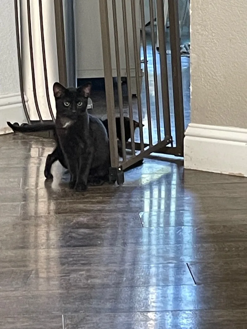 A young small-sized male Black Domestic Short Hair cat named Beast for adoption in Vacaville, CA