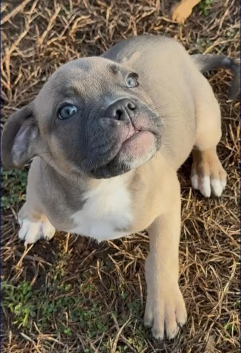 Willow  The Loyaltree thumbnail 3