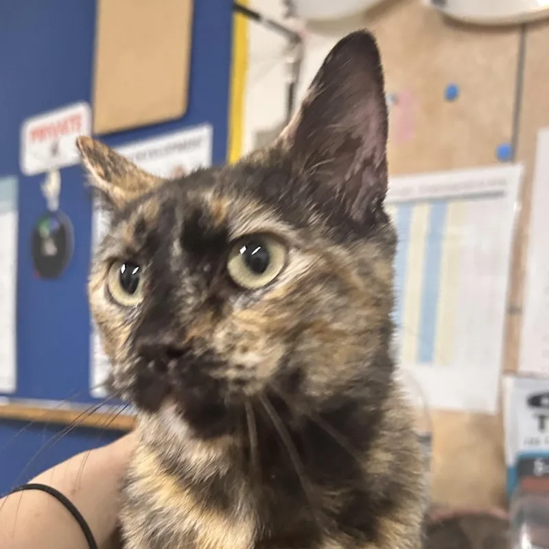A young medium-sized female Tortoiseshell Domestic Short Hair cat named Torrie for adoption in Eureka Springs, AR