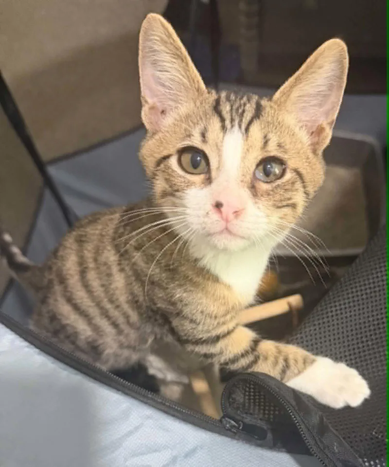 A young medium-sized male Domestic Short Hair cat named Oliver for adoption in Charleston, SC