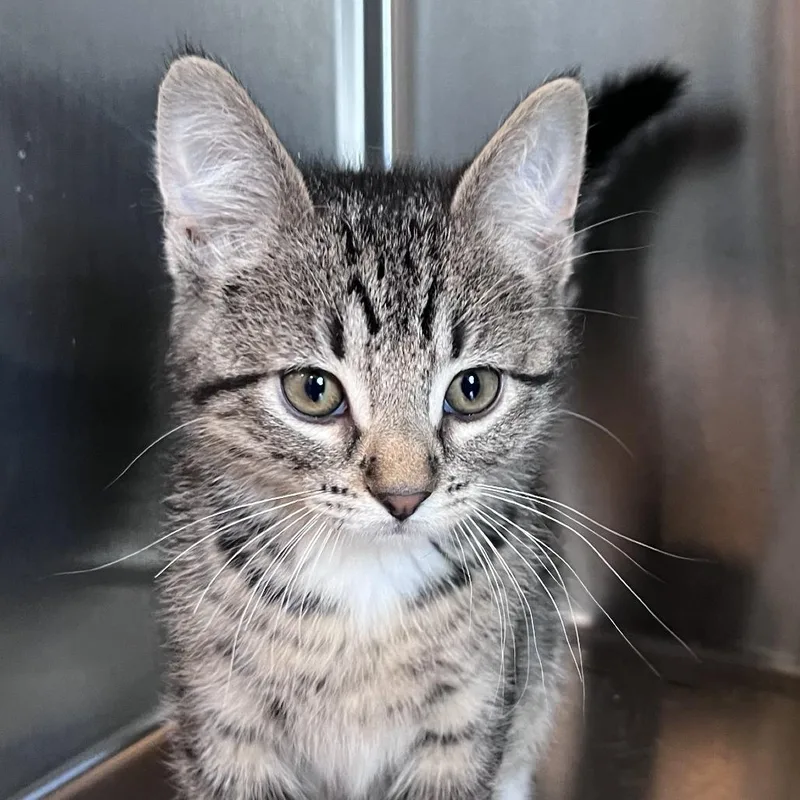 A baby small-sized male Brown / Chocolate Domestic Short Hair cat named Kenworth for adoption in Washburn, MO