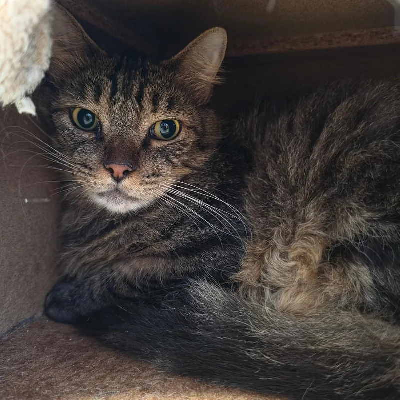 Dakota  Chino Hills thumbnail 2