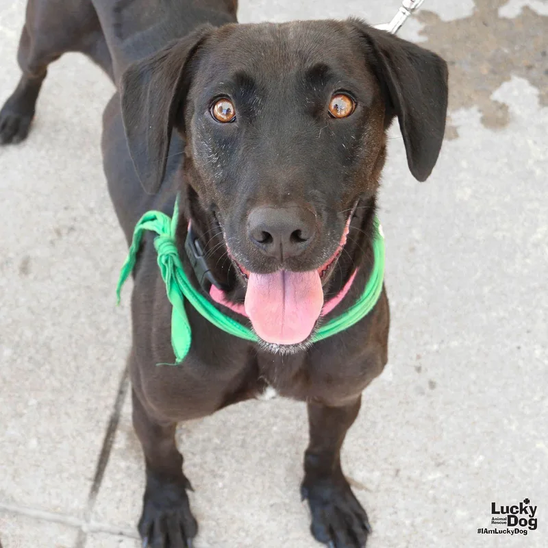 A young medium-sized female Labrador Retriever dog named Penny for adoption in Washington, DC