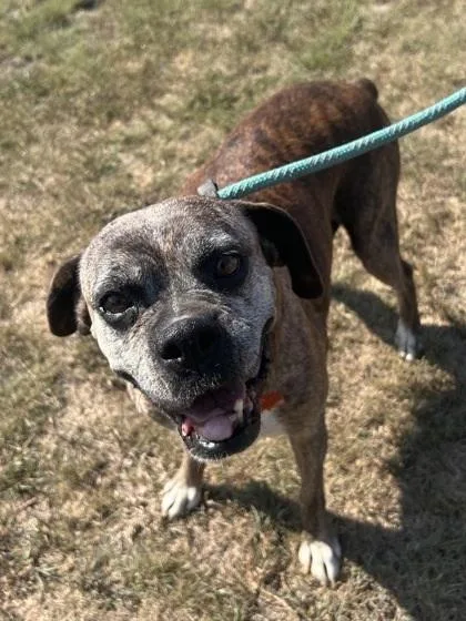 A senior medium-sized female Boxer dog named Brittney for adoption in Denver, CO