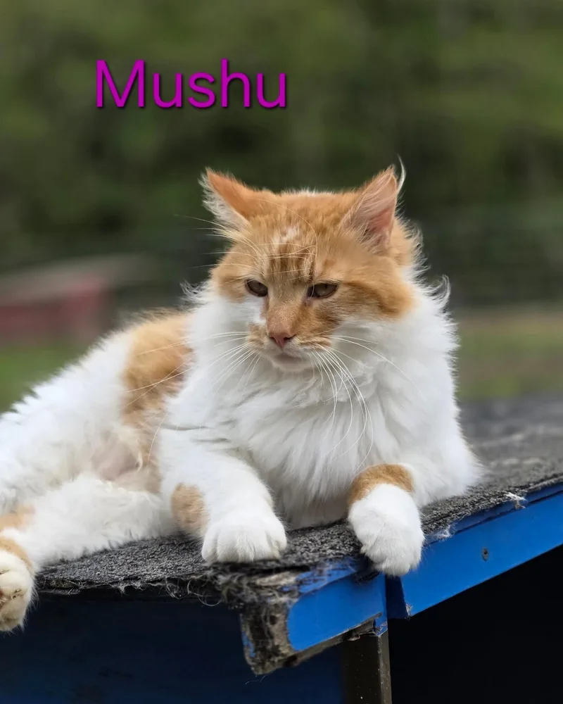 Mushu thumbnail 3