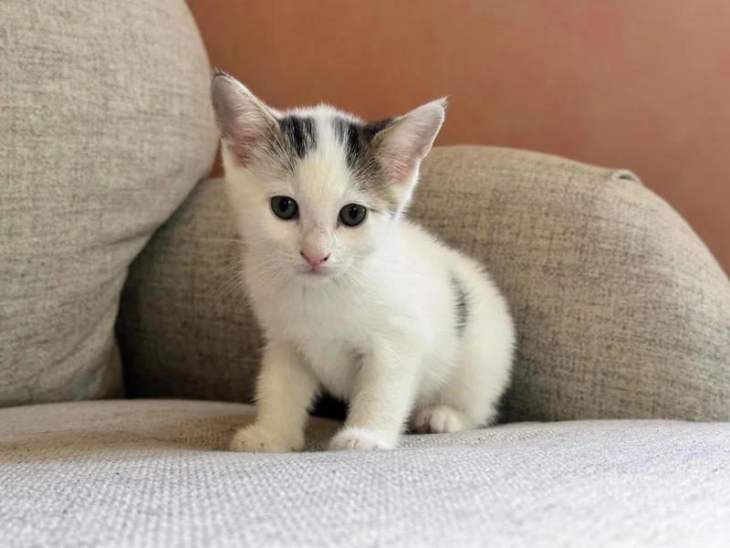 A baby medium-sized female Domestic Short Hair cat named Mint for adoption in Broomall, PA