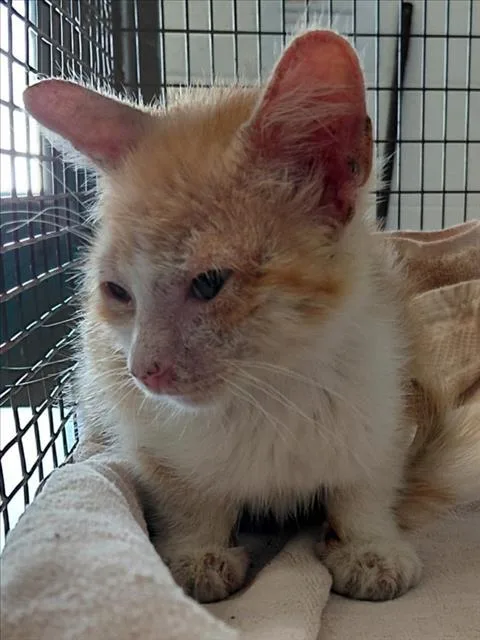 A baby small-sized male Domestic Short Hair cat named Jordon for adoption in San Bernardino, CA