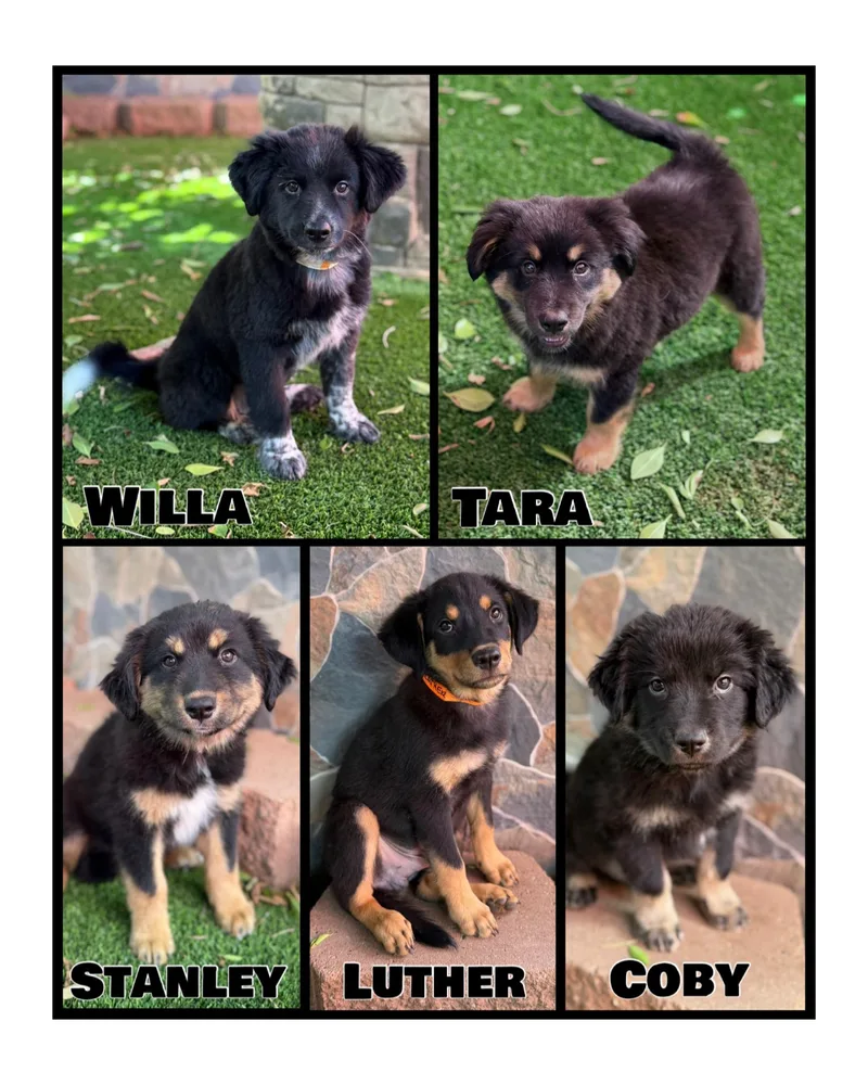 RottweilerCattle Dog Mixes