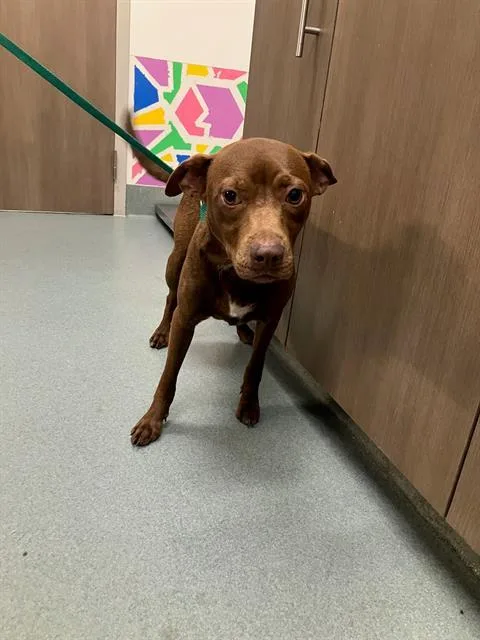 A young medium-sized male Chihuahua dog named Remi for adoption in Baytown, TX