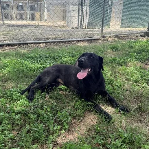 A young medium-sized female Black Labrador Retriever dog named Voodoo Doll for adoption in Carencro, LA