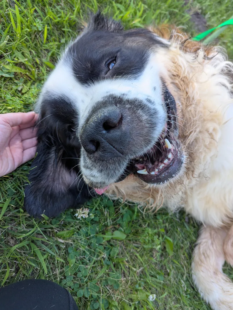 An adult extra large-sized male Tricolor (Brown, Black, & White) Saint Bernard dog named Ferb for adoption in Valparaiso, IN