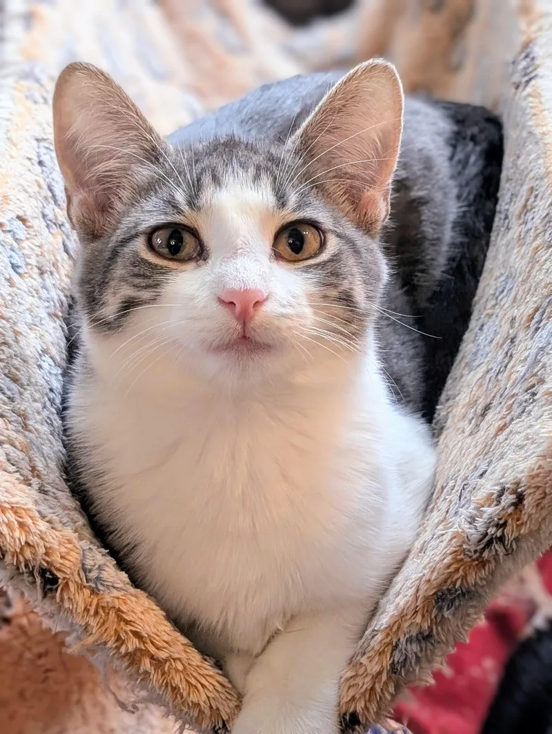 A baby medium-sized female Tabby (Gray / Blue / Silver) Domestic Short Hair cat named Serena for adoption in Johnsburg, IL