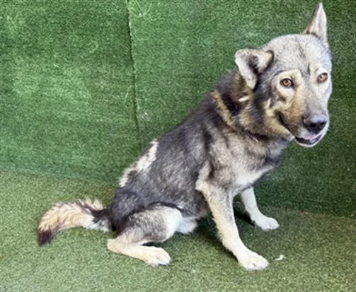 A young medium-sized male Siberian Husky dog named Flaco for adoption in Lancaster, CA