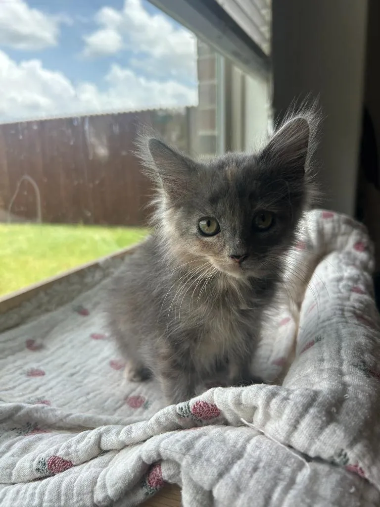 A baby small-sized female Domestic Long Hair cat named Violet for adoption in Lewisville, TX