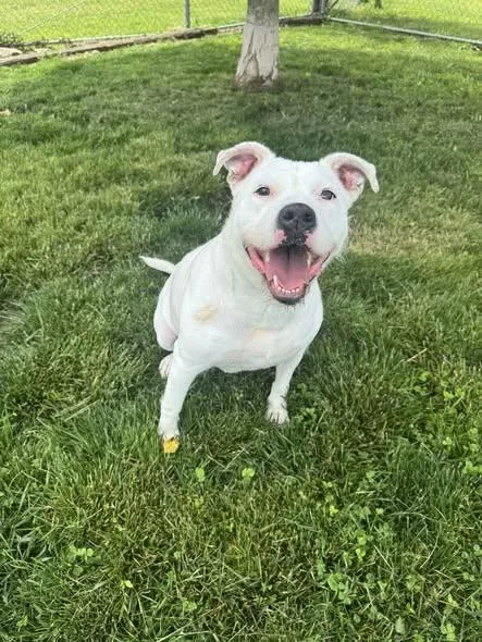 A young medium-sized female American Staffordshire Terrier dog named Electra for adoption in Indianapolis, IN