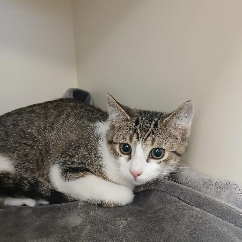 A baby small-sized female Gray / Blue / Silver Domestic Short Hair cat named Twiggy for adoption in Cody, WY