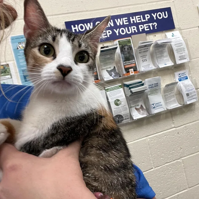 An adult large-sized female Orange / Red Domestic Short Hair cat named WandaMarina for adoption in Memphis, TN