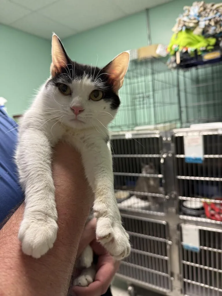 A young medium-sized male Domestic Short Hair cat named Glen for adoption in Athens, OH