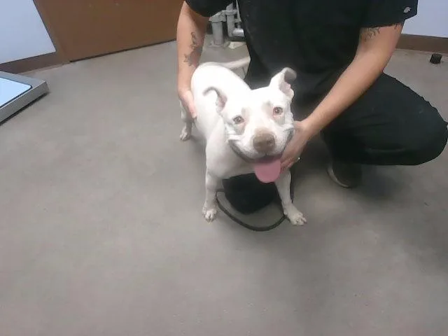 An adult large-sized female Pit Bull Terrier dog named Pookie for adoption in Phoenix, AZ