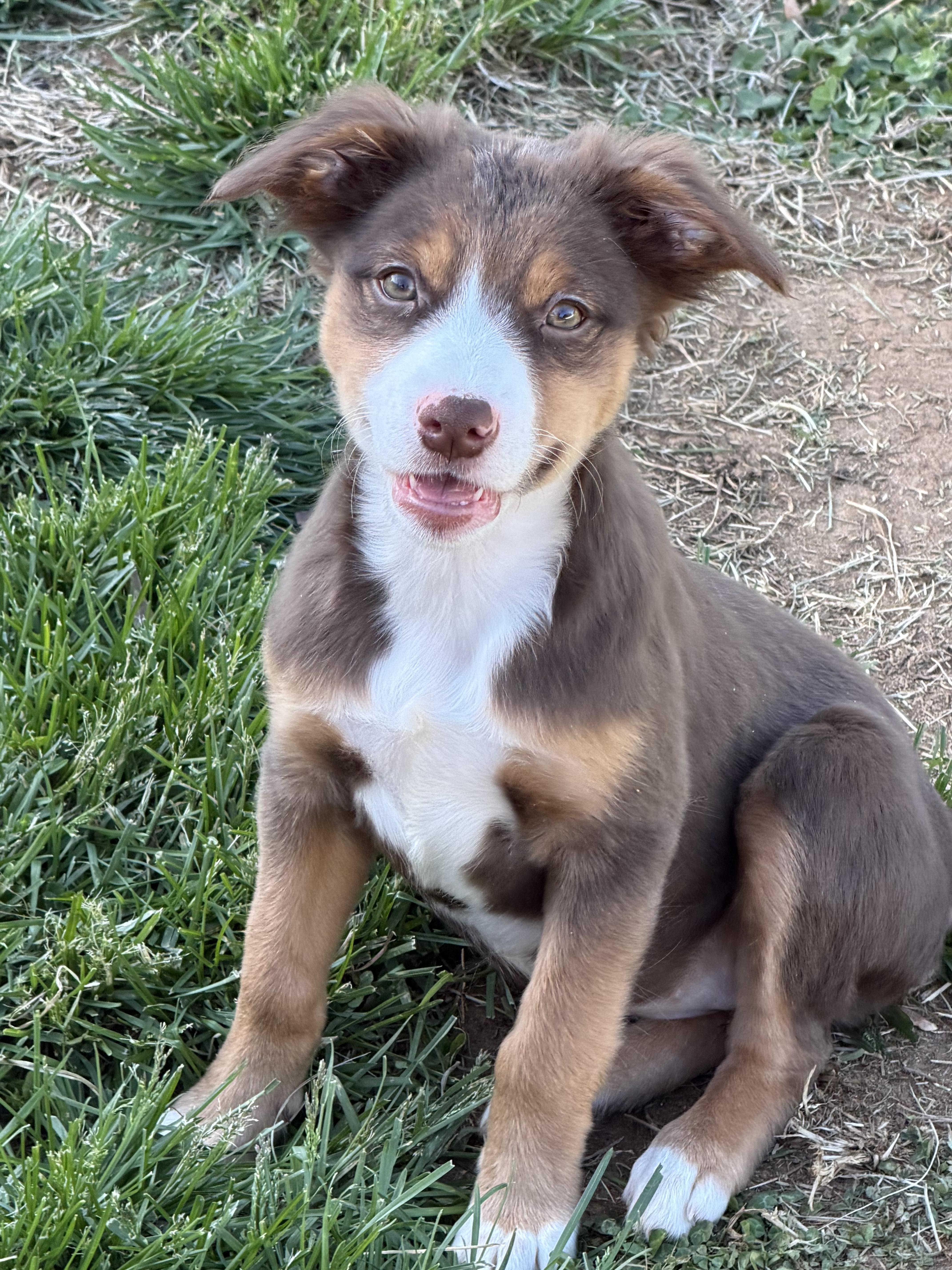 A baby medium-sized female Tricolor (Brown, Black, & White) Australian Shepherd dog named Charlotte for adoption in Oceanport, NJ