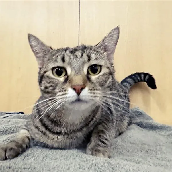 A young medium-sized female Brown / Chocolate Domestic Short Hair cat named Tiggie for adoption in Saint Louis, MO