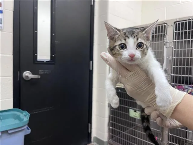 A baby small-sized female Domestic Short Hair cat named Helena for adoption in Santa Fe, NM