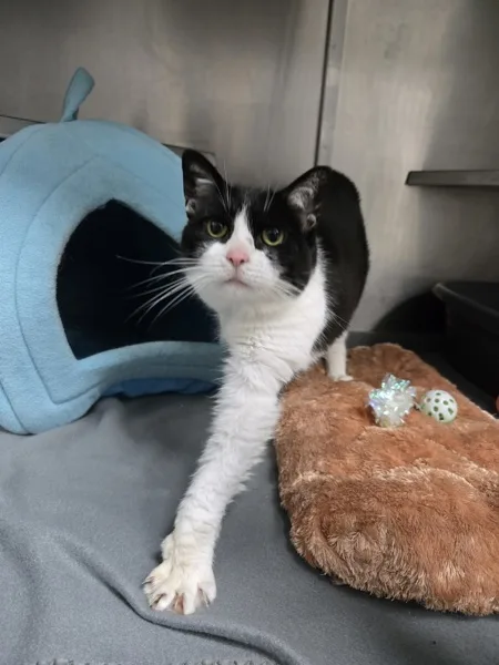 A senior medium-sized female Domestic Short Hair cat named Mooki for adoption in Kingston, NY