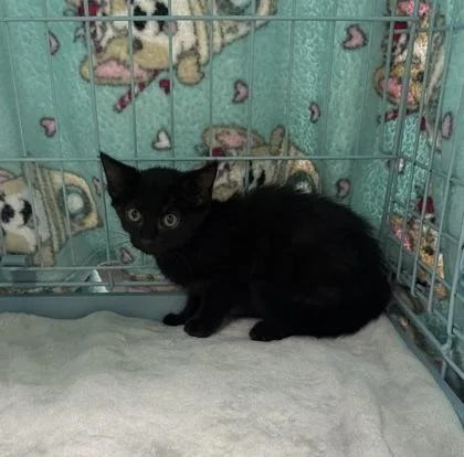 A baby small-sized female Domestic Short Hair cat named Susie for adoption in Gainesville, FL