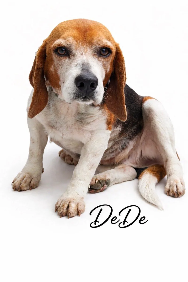 An adult small-sized female Tricolor (Brown, Black, & White) Beagle dog named Dede for adoption in SYLVANIA, GA