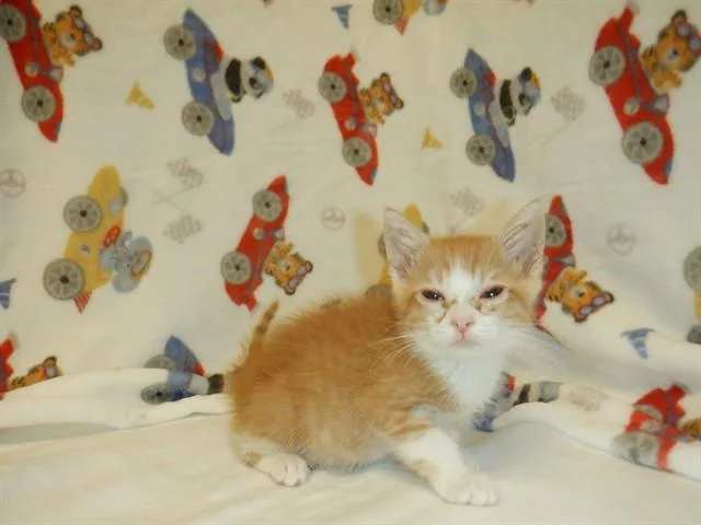 A baby small-sized male Domestic Short Hair cat named Bob for adoption in San Jose, CA