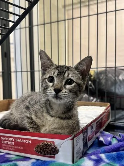 A young small-sized female Domestic Short Hair cat named Joplin for adoption in Vero Beach, FL