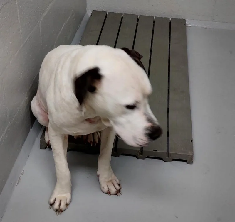 An adult medium-sized male Terrier dog named Dwiggins for adoption in Mocksville, NC