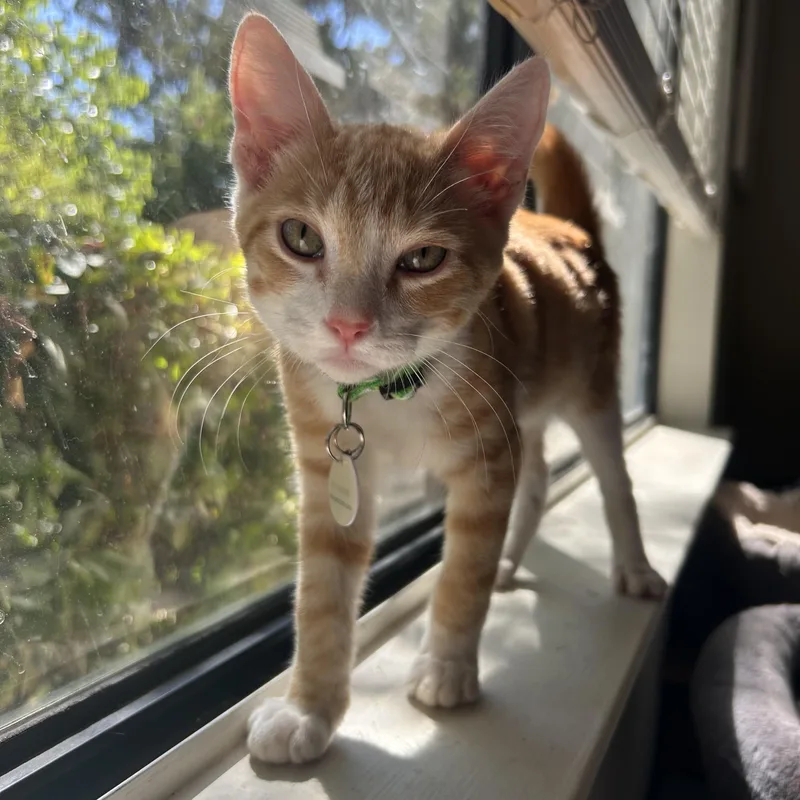 A baby medium-sized male Tabby (Orange / Red) Domestic Short Hair cat named Splash for adoption in Davis, CA