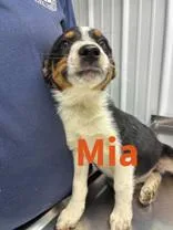A young medium-sized female Australian Shepherd dog named Mia for adoption in Munfordville, KY
