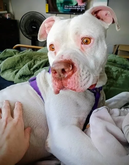 An adult large-sized male Mixed Breed dog named Ziggy for adoption in Dallas, TX