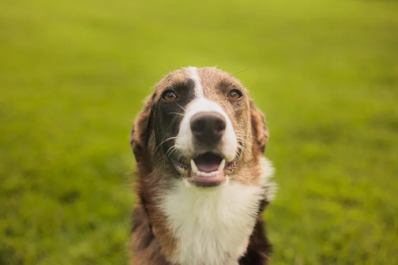 An adult medium-sized female Border Collie dog named Claire  Transport for adoption in Gradyville, KY