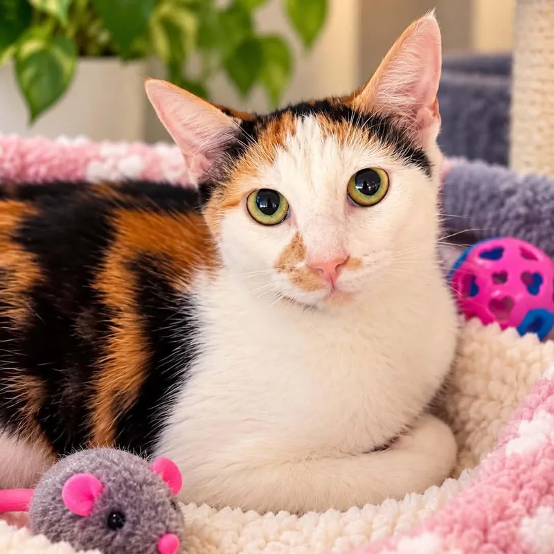 A young medium-sized female Calico cat named Audrey for adoption in Antioch, CA