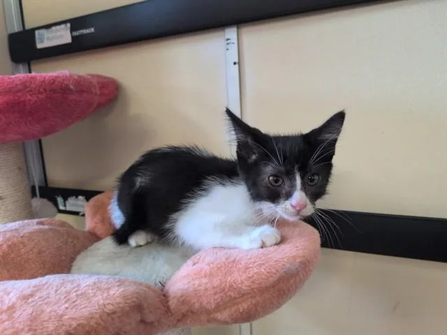 A baby small-sized male Domestic Short Hair cat named Pelos for adoption in Lancaster, CA