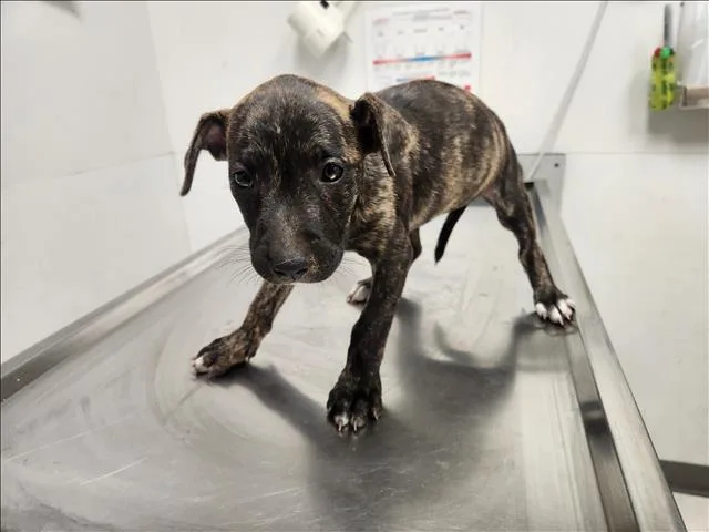 A baby small-sized female Staffordshire Bull Terrier dog named Iris for adoption in Los Angeles, CA
