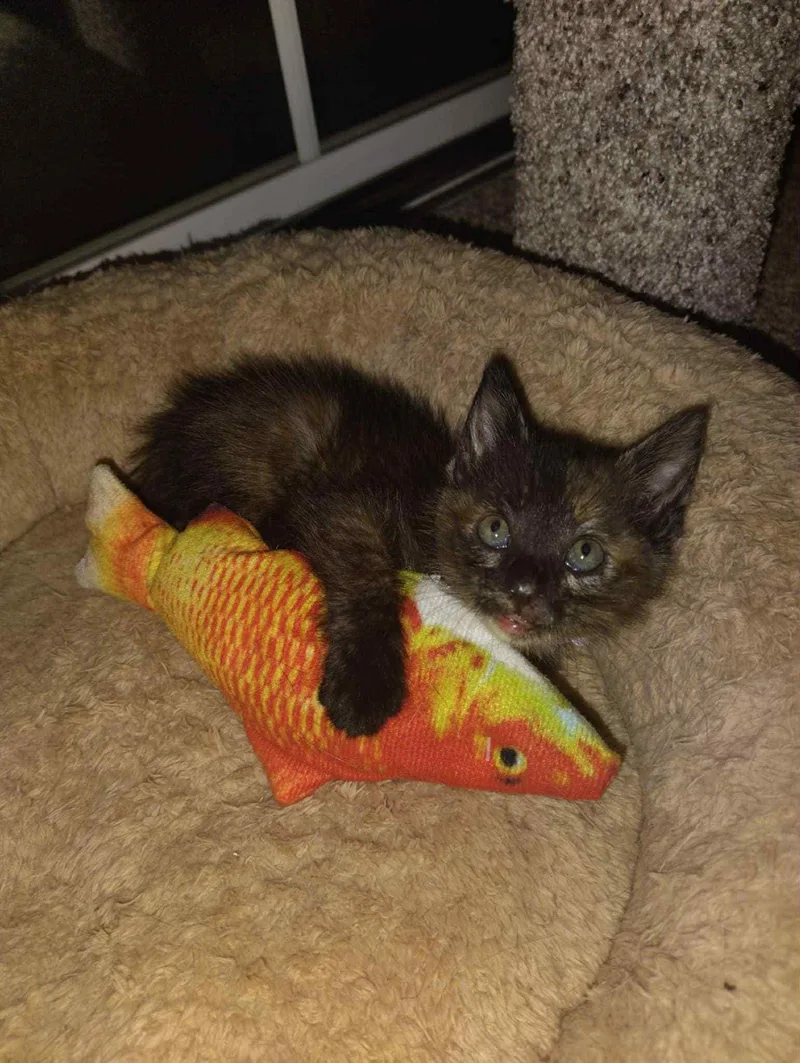 A young medium-sized female Tortoiseshell Domestic Short Hair cat named Ariel . for adoption in LITTLE MOUNTAIN, SC