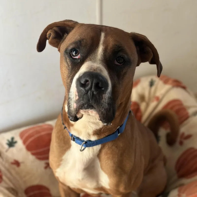 An adult large-sized male Brown / Chocolate Boxer dog named Riggins for adoption in Branford, CT